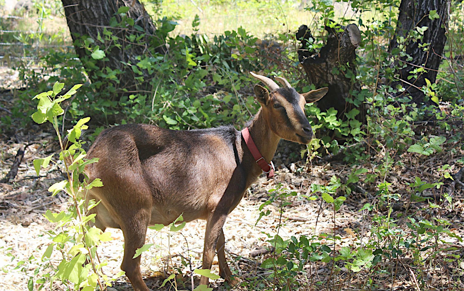 Scrub eating goats